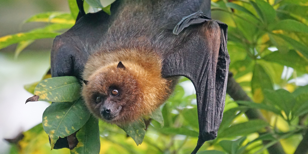 Hanging Bat
